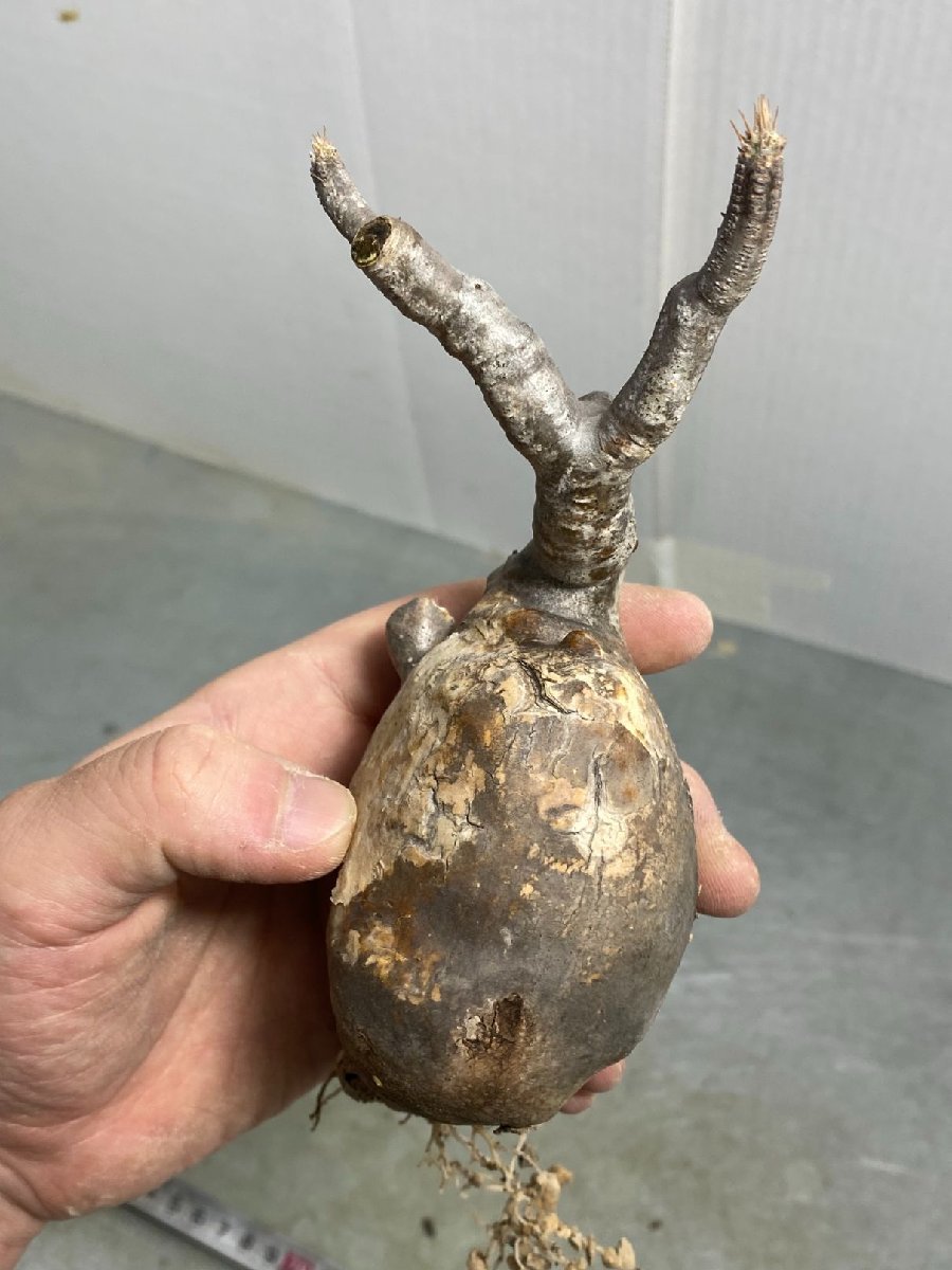 モ426 「現地株」パキポディウム グラキリス S 抜き苗【発根株・マダガスカル・Pachypodium gracilius・畑に地植え株】