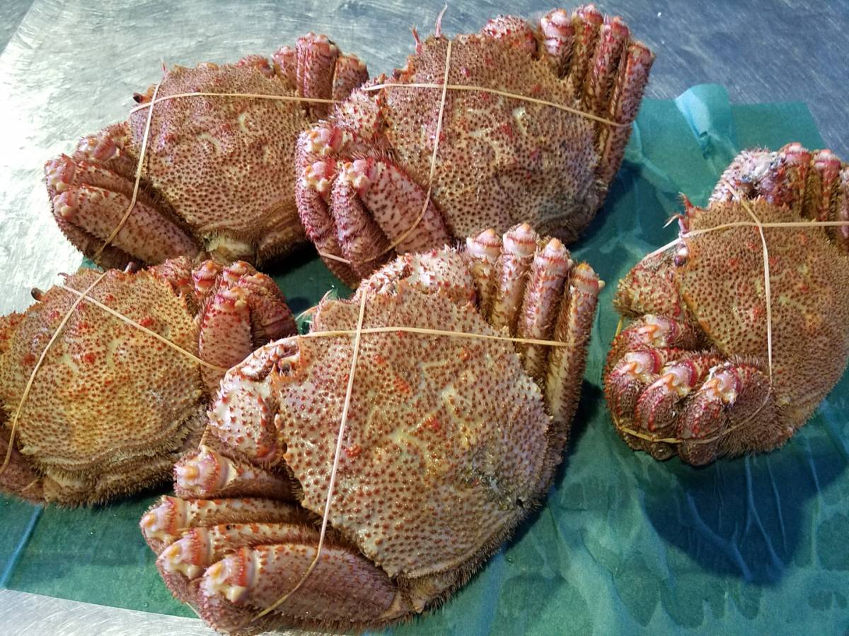 【赤字超特価，正規品】 北海北の味 北海道産堅ボイル未冷凍毛ガニ 特大サイズ１尾入り800g前後 身入り9割以上(毛ガニ)｜売買されたオークション情報、yahooの商品情報をアーカイブ公開 - オークファン 毛ガニ