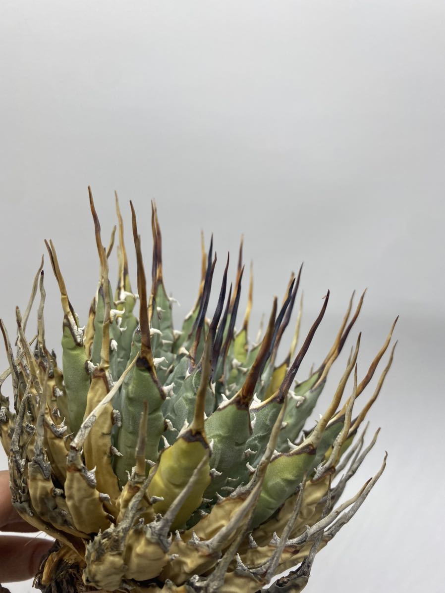 オテロイ 実生選抜株 アガベ agave oteroi 検)チタノタtitanota ①