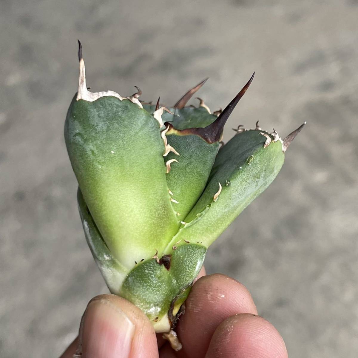 アガベ・チタノタ・fo076 COMPACTA チタノタ アガベ コンパクタ titanota FO076 Agave FO-076 agave | GG