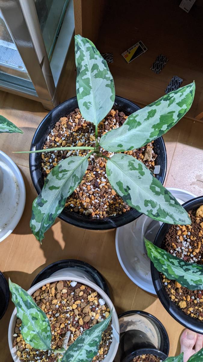 ⭐︎LA便ネームド株 Aglaonema pictum Endor⭐︎ - メルカリ