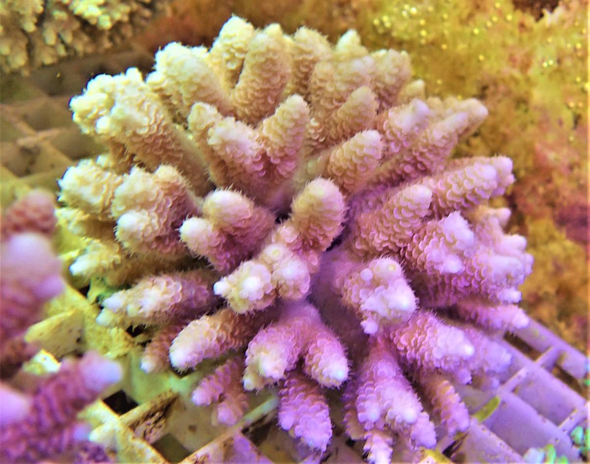 タツノオトシゴ 太平洋天然個体 ④ web Diving 第38回｜Marine
