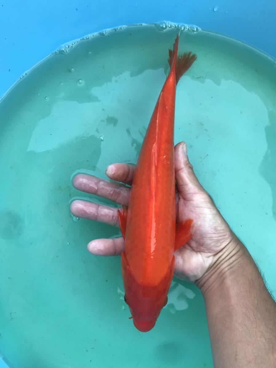 3匹まで同梱可 錦鯉 2歳 腹まで赤い！ 紅鯉 34㎝弱(錦鯉)｜売買された 