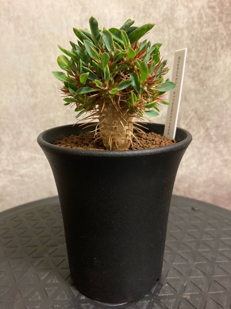 ギラウミニアナ　実生株　多分岐　20 実生】ユーフォルビア ギラウミニアナ（20分岐／Euphorbia
