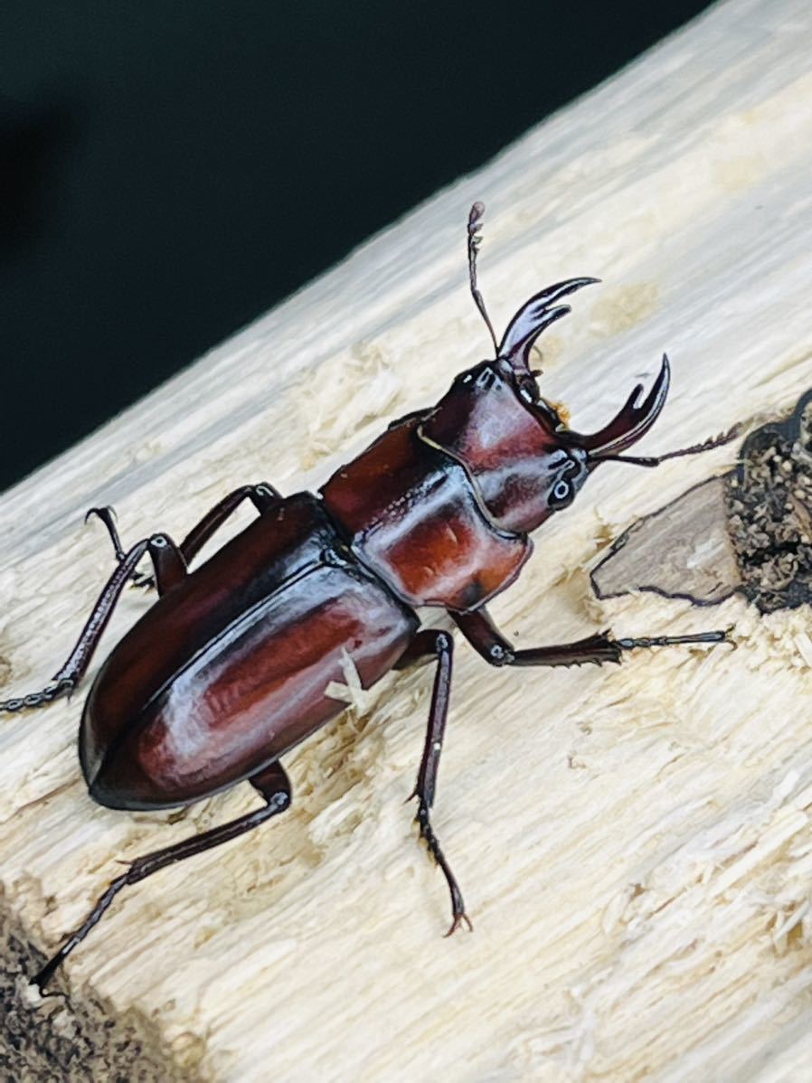 アクティオンゾウカブト ⁄ アクティオンゾウカブト(レックスゾウカブト