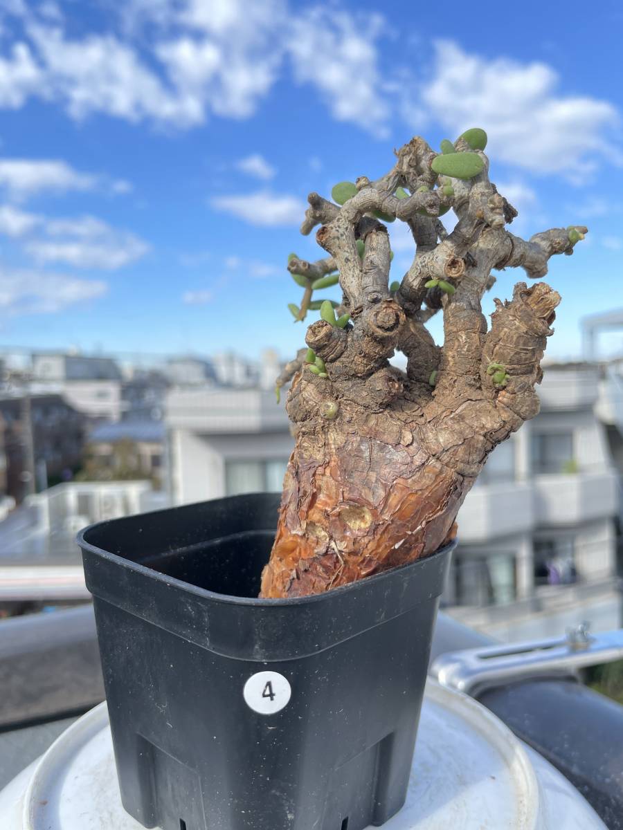 4 ケラリア ピグマエア Ceraria pygmaea 新鮮株 発根管理 検) 塊根植物 グラキリス パキプス パキポディウム