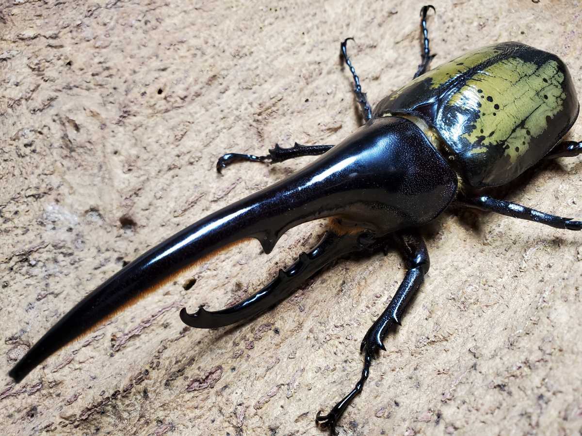 DHヘラクレス 超大型血統 ♂単品② ヘラクレスオオカブト ヘラクレス  