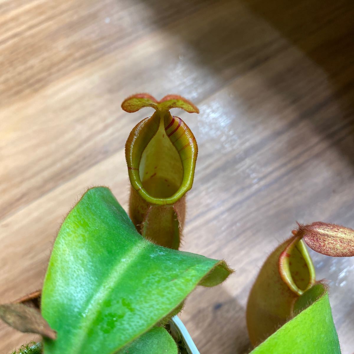 N. veitchii Bario (very big pitchaer) x veitchii Bario (stripe