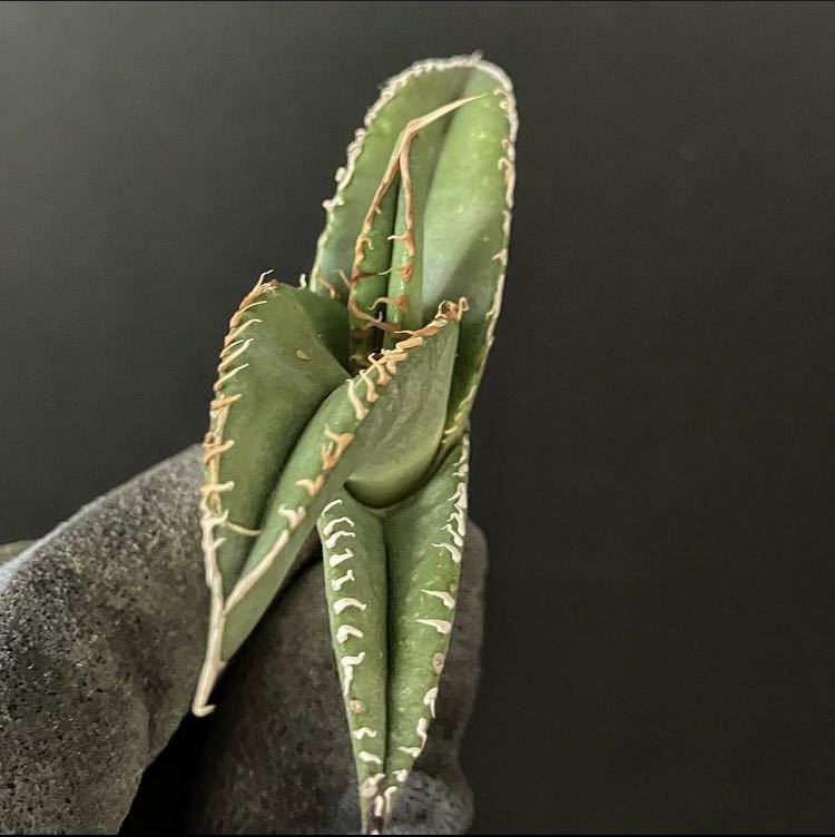 アガベ チタノタ 実生 Agave titanota seeding | TOINETTE.COM