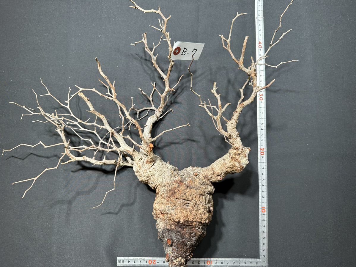 【全国無料，お買い得】 B&minus;7 オペルクリカリア パキプス ベアルート株(観葉植物)｜売買されたオークション情報、yahooの商品情報をアーカイブ公開 - オークファン その他