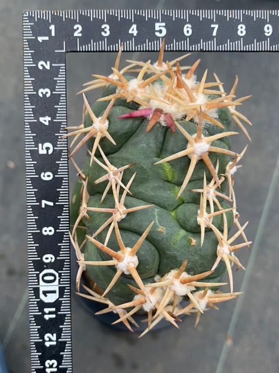 白刺翠平丸 サボテン エキノカクタス 綴化 629E多肉植物 Qusamura 翠