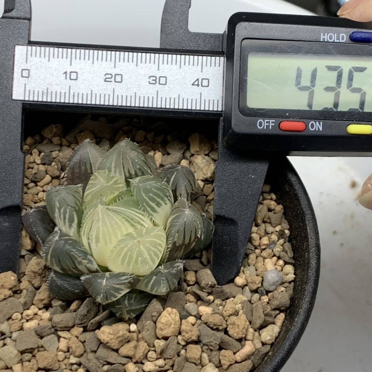 ハオルチア 多肉植物 オブツーサ錦 秋祭り錦 極上斑 糊斑 - 公式通販 