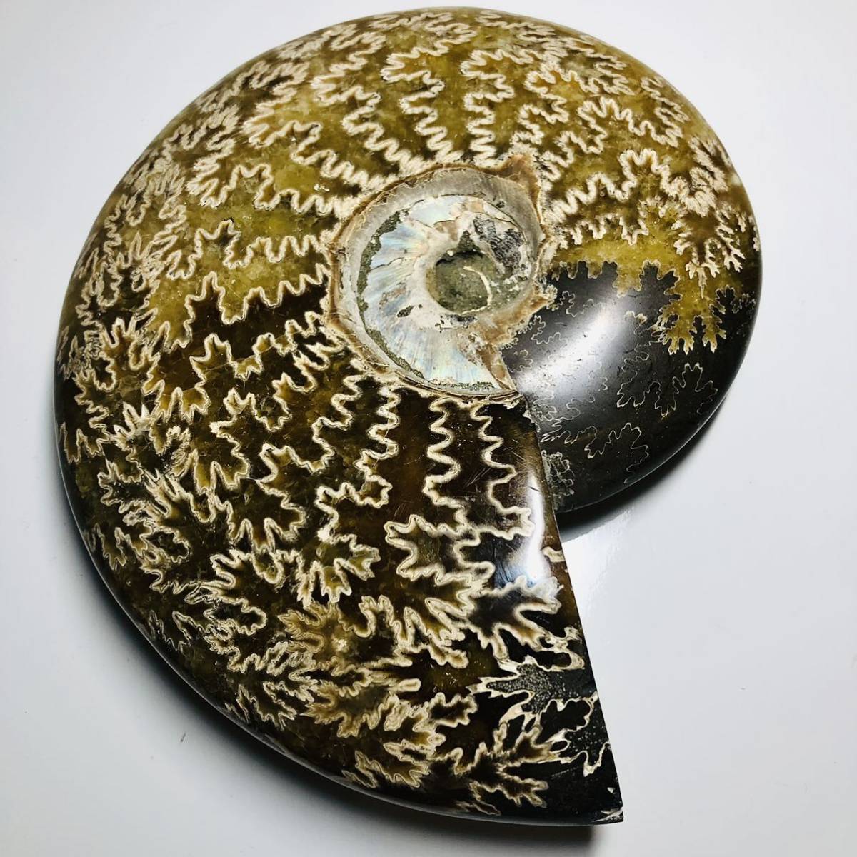 マダガスカル産 アンモナイト化石 （重量約672.8g /長さ約146.70mm