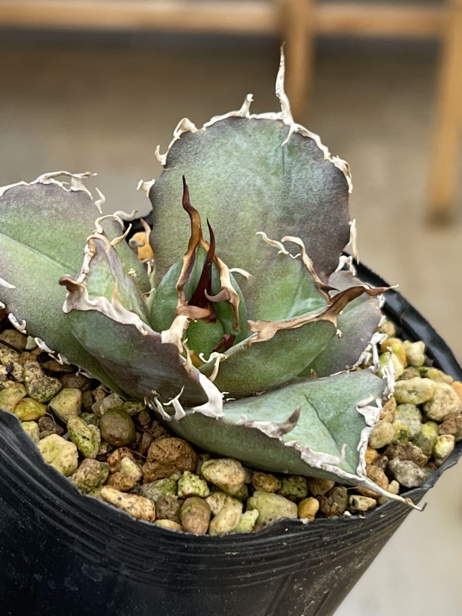 アガベ agave Ferox Green Goblet グリーンゴブレット 【公式通販】