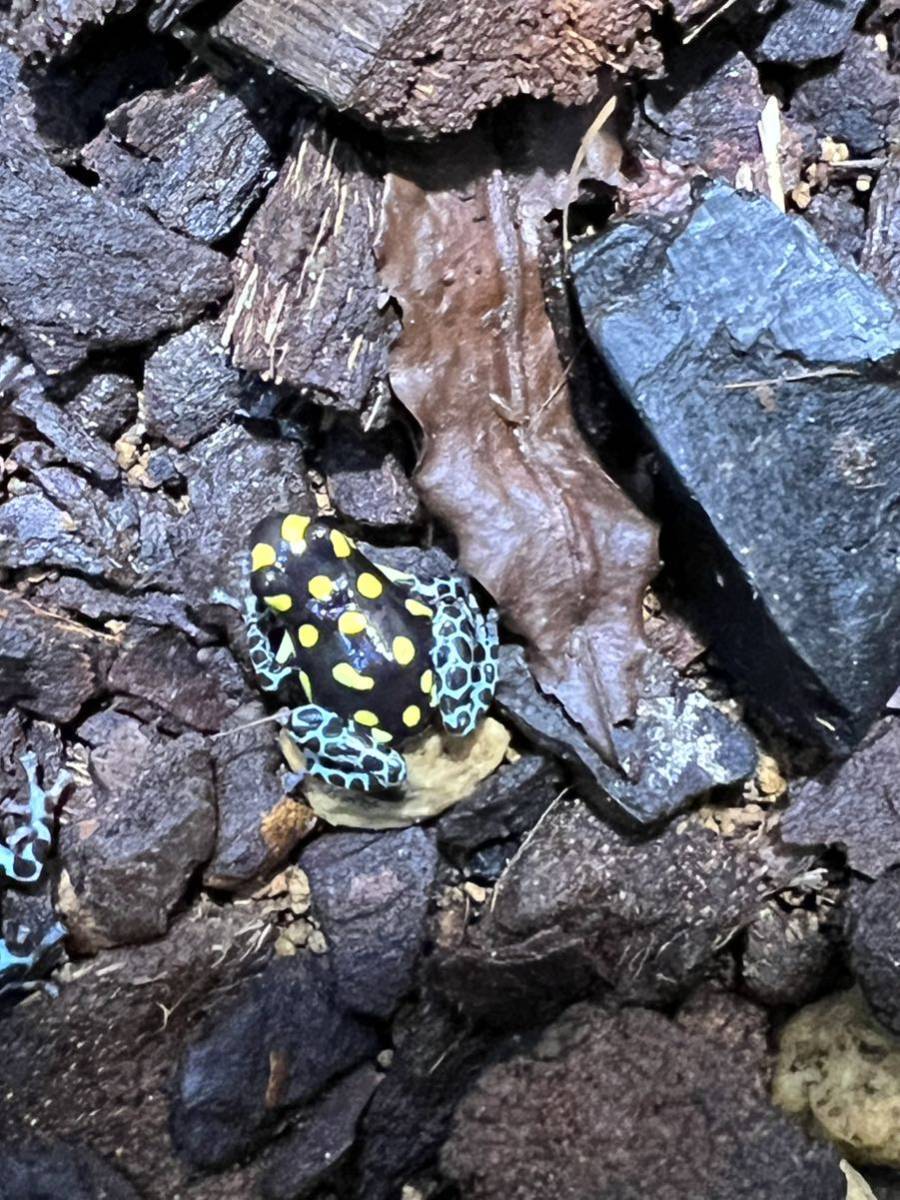 バンゾリニーニ ヤドクガエル 1匹