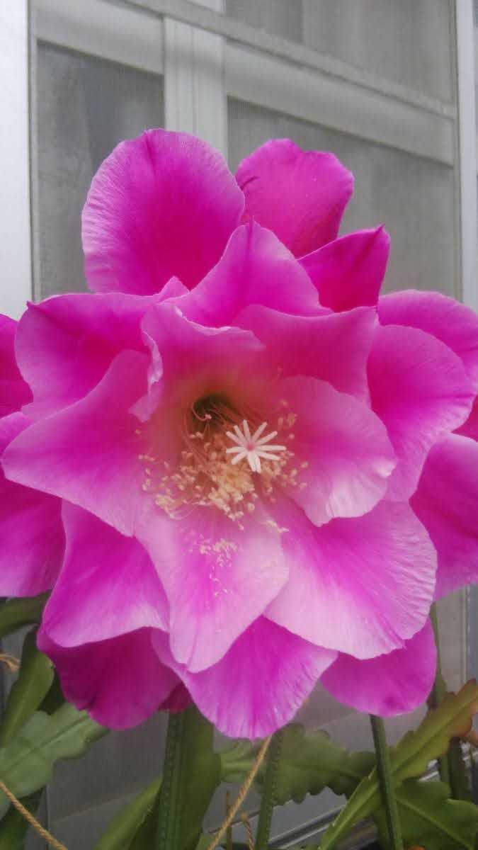 クジャクサボテン千葉の宴 抜き苗1本大株a