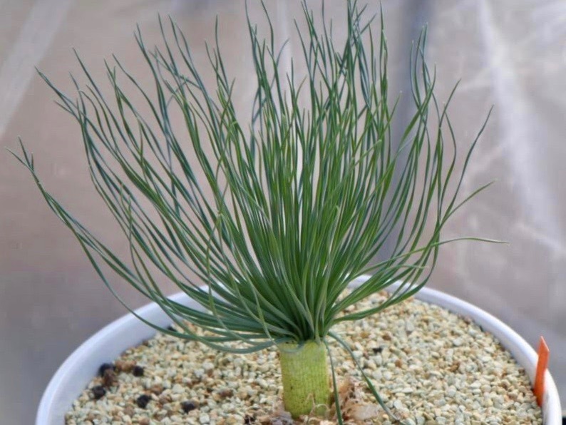 ゲチリス　グランディフローラ　Komaggas　【7球入】　［3号］