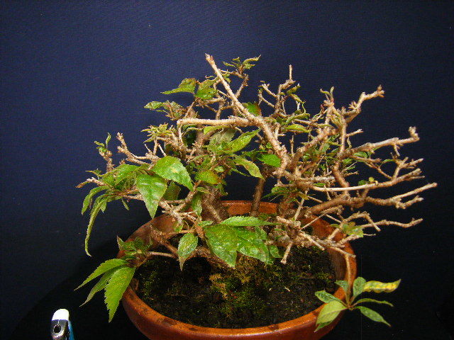 富士桜盆栽“太幹の古木”小品盆栽素材