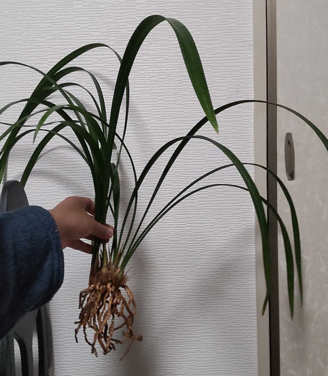 エビネ 山野草 春蘭 御蔵ニオイ無銘（絶滅自然種） 四季の山野草