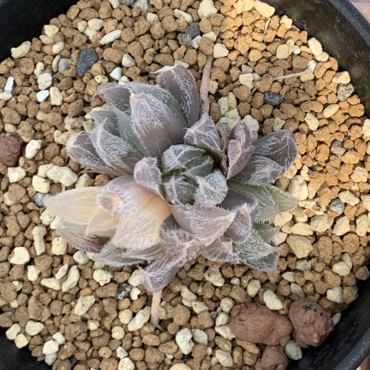 46f 多肉植物 ハオルチア ベヌスタ錦糊斑 自家繁殖 鉢植え発送