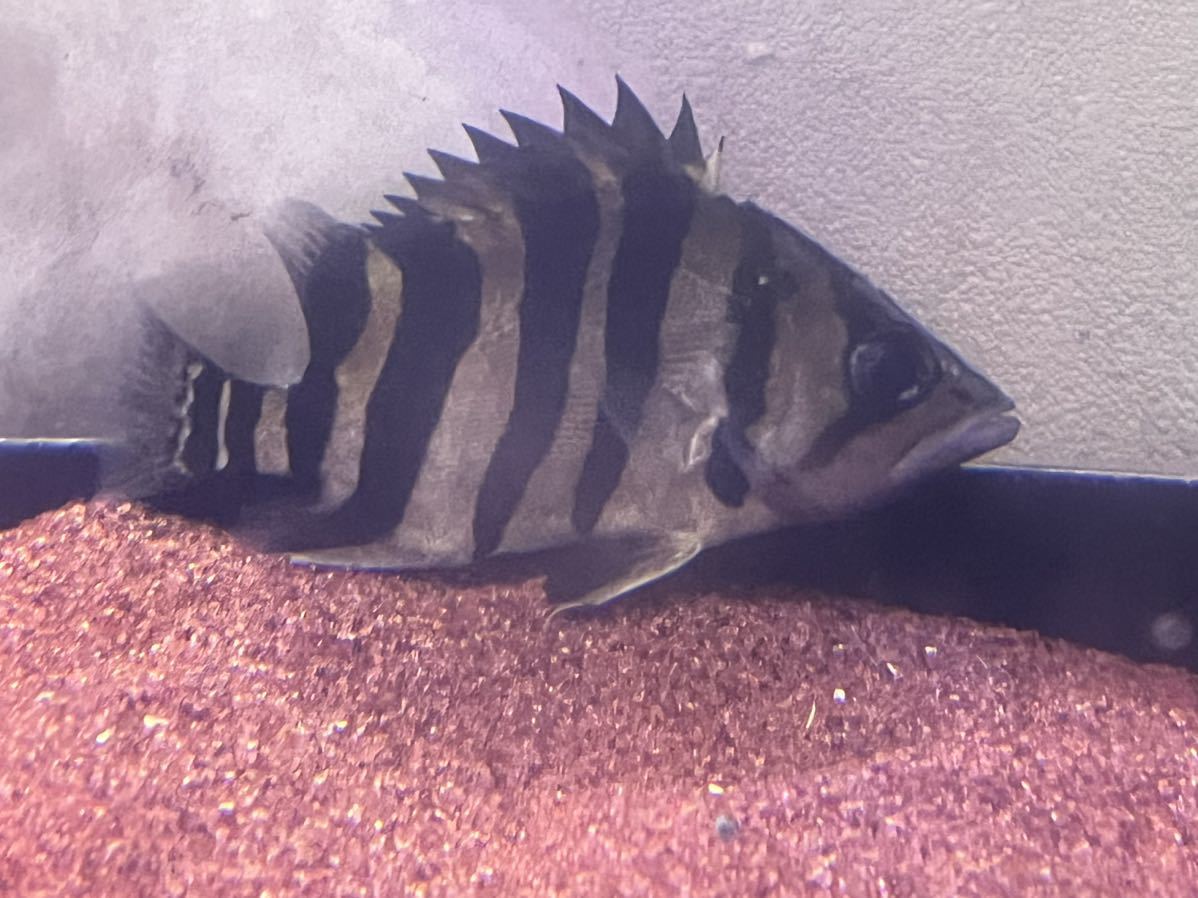 ##ダトニオ　スマトラタイガー##