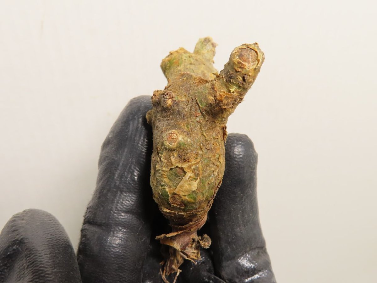 ◇アグラオネマ pictum A 雷切 LA便ネームド株◇Aglaonema pictum A 雷