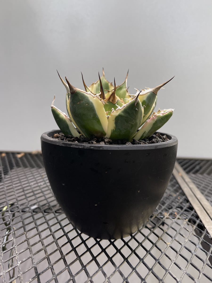 チタノタ アガべ ボールタイプ Agave ノーネーム 花、園芸 観葉植物