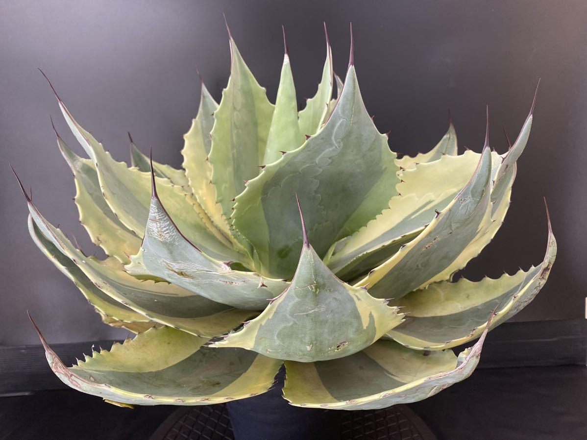 アガベ チタノタ スペシャル Agave titanota special アガベ・チタノタ