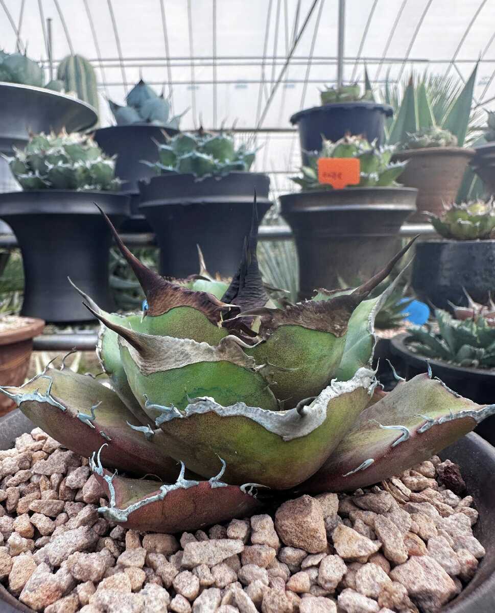アガベ チタノタ 白鯨 | 多肉植物 特選 R127-18 白鯨」の人気商品一覧