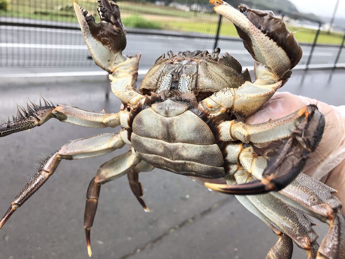 モクズガニ　メス150g～　1kｇ　　オス300ｇ前後　1ｋｇ　大分県　　モクズガニ（検上海ガニ、ツガニ　11/3 モクズガニ 公式通販 1.5ｋｇ 計3ｋｇ 特大オス350ｇ前後 特選大メス