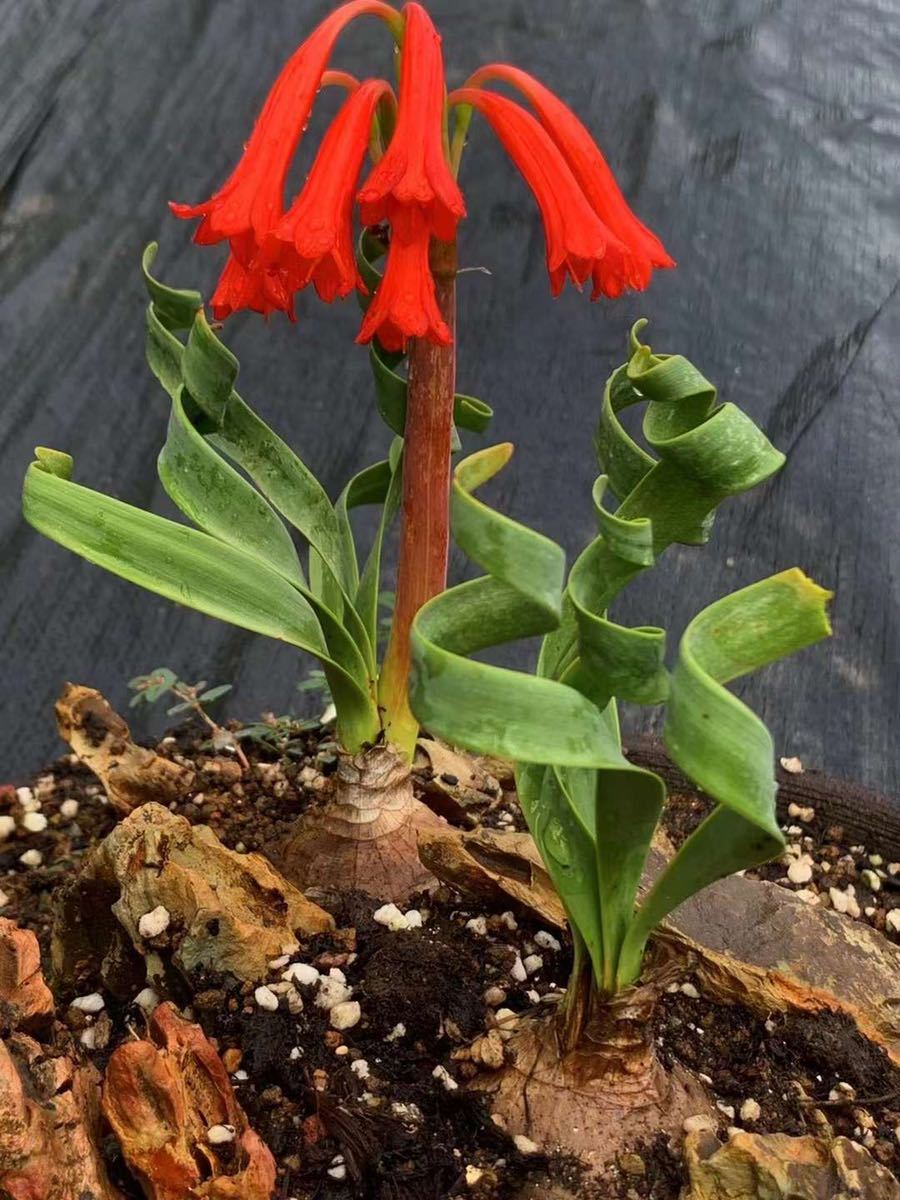 南アフリカ現産株キルタンサス スピラリス夏型ケープバルブ特大サイズ1球03