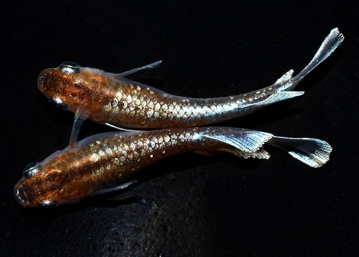 ◆◆m-style・現物出品・垂水様直系 ~ レッドクリフ・ダークタイプ・若魚 ~ 1ペア◆◆ H-3