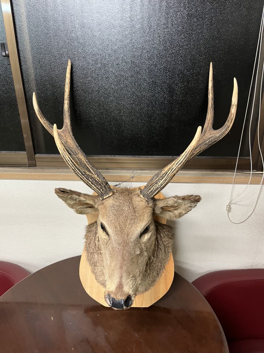 シカの頭部 壁掛け装飾 約60cm シカの剥製　　鹿の剥製　大型 シカの頭部 壁掛け装飾 約60cm シカの剥製 鹿の剥製 大型 シカの頭部