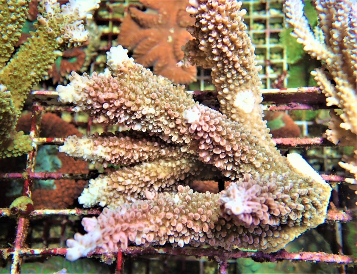 驚きの破格値，品質保証 Coral Sea Japan ９９９９円祭 オーストラリア産 ヤスリミドリイシ ミドリイシ ５ メイン左棚上(海水魚)｜売買されたオークション情報、yahooの商品情報をアーカイブ公開 - オークファン 海水魚