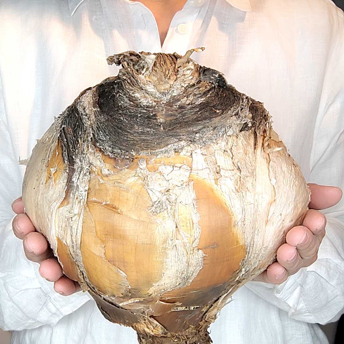 12/30輸入 J044 ブーファン ハエマンソイデス boophane haemanthoides 塊根植物 コーデックス 多肉植物 観葉植物 現地株 未発根