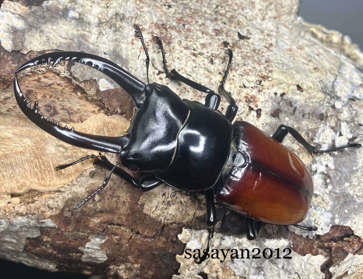 ☆ アローコクワssp.リエン(アローコ クワガタ リエン)1♂2♀トリオ CBF1①☆