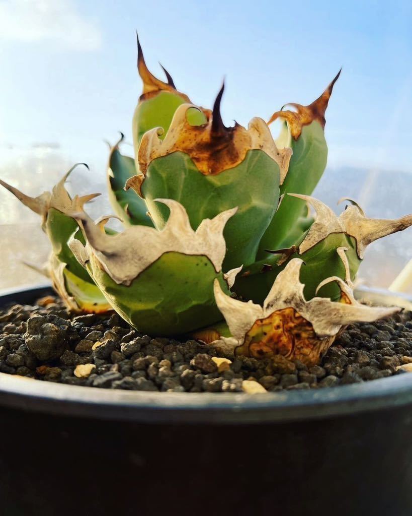 PTL011 Agave oteroi Oaxaca special株 アガベ オテロイ 強棘