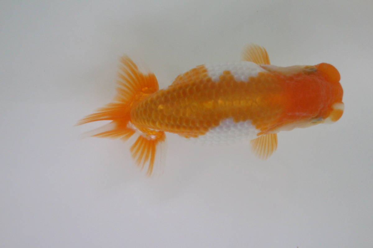 ◆◇【kazran】　E　明二歳　約12.5㎝　秋元和男作◇◆