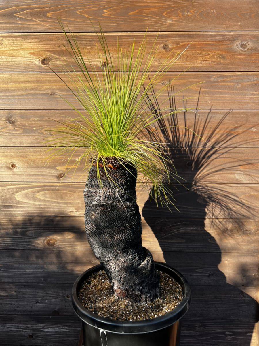 2023初売り・WPJ・xanthorrhoea johnsonii クサントロエア ジョンソニー