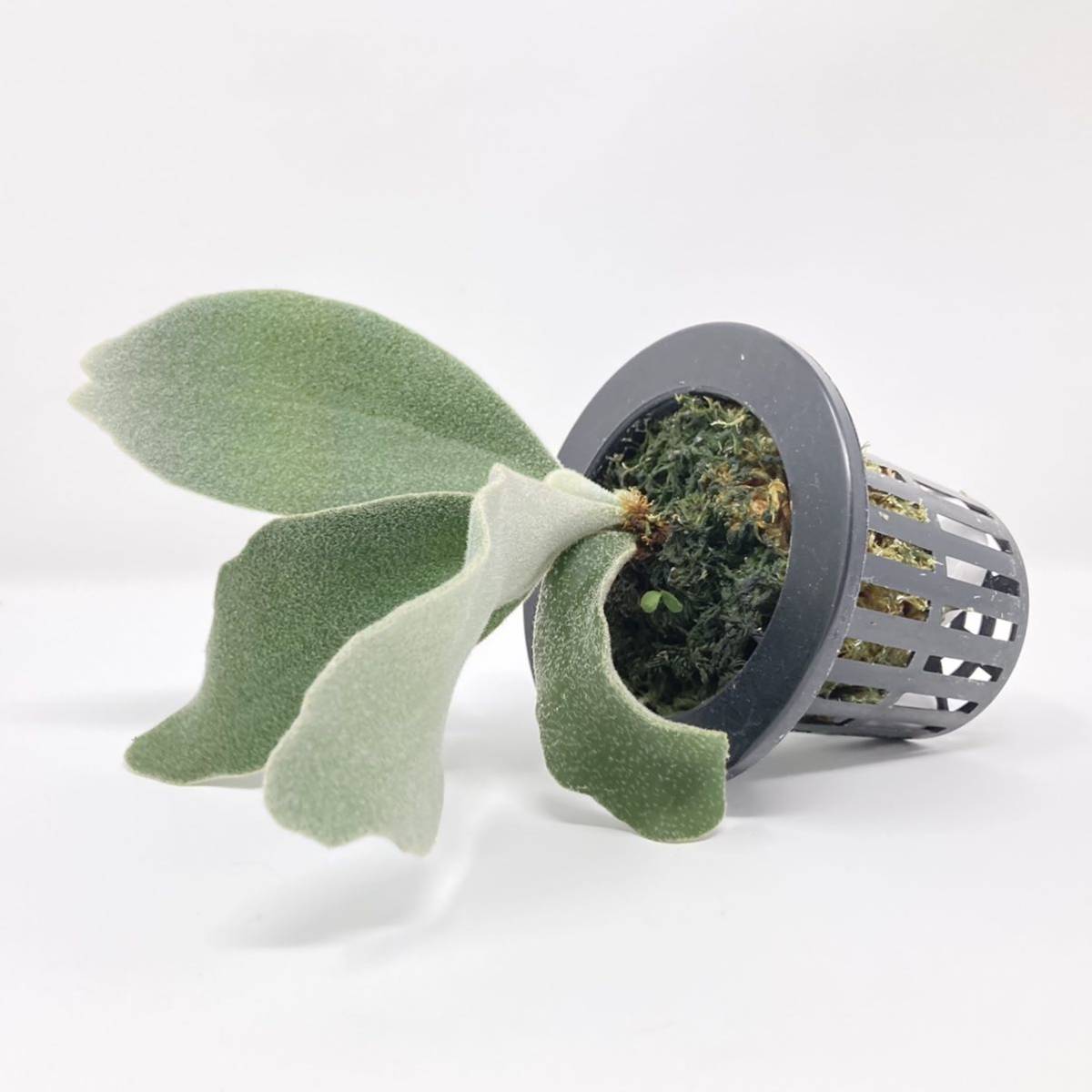 観葉植物 P. 'Celso Tatsuta' ビカクシダ 'セルソタツタ'株分け板付株⑥
