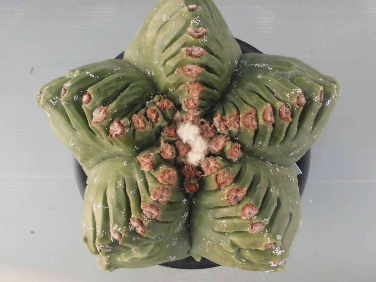 サボテン☆22：亀甲ヘキラン