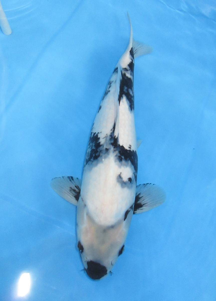 ４５９、(有)一鯉 今年も頑張りますセール！　金子産白写り　２０２１年生れ　４３㎝　メス