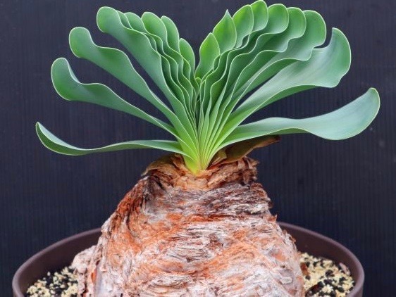 ブーファン ハエマントイデス 実生苗 ブーファン ハエマントイデス