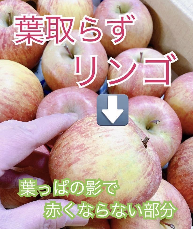珍しい会津の縦しわリンゴ家庭用約38個入 りんご 【公式通販】
