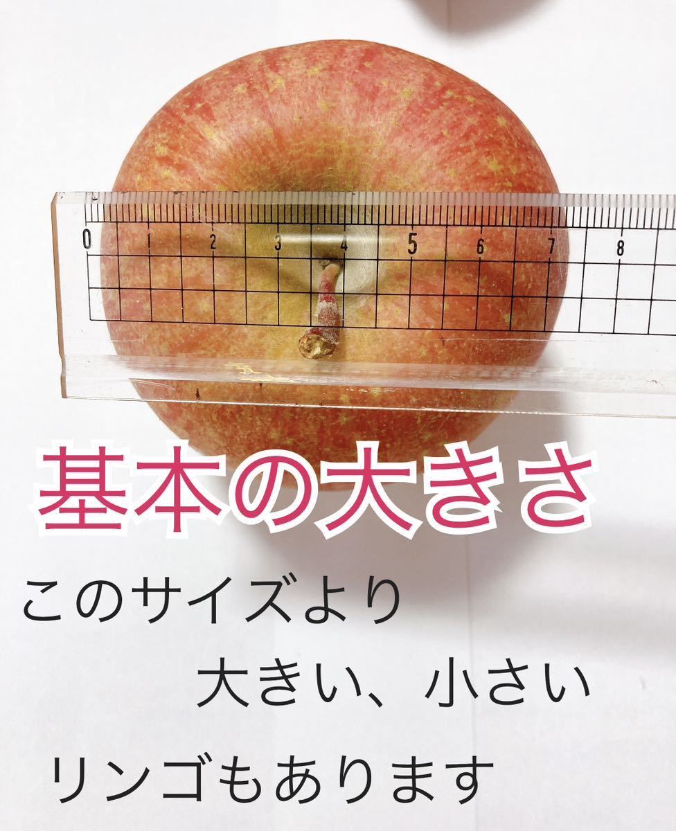 しわリンゴ 珍しい会津の縦しわリンゴ家庭用約38個入 りんご 【公式通販】