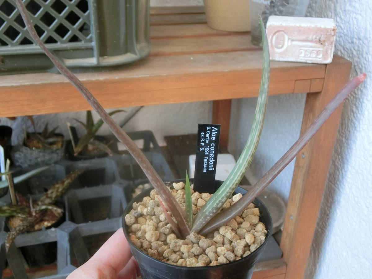 ★多肉植物★アロエ コングドニ Aloe congdonii 輸入実生苗 ゆうパック(お手軽版)