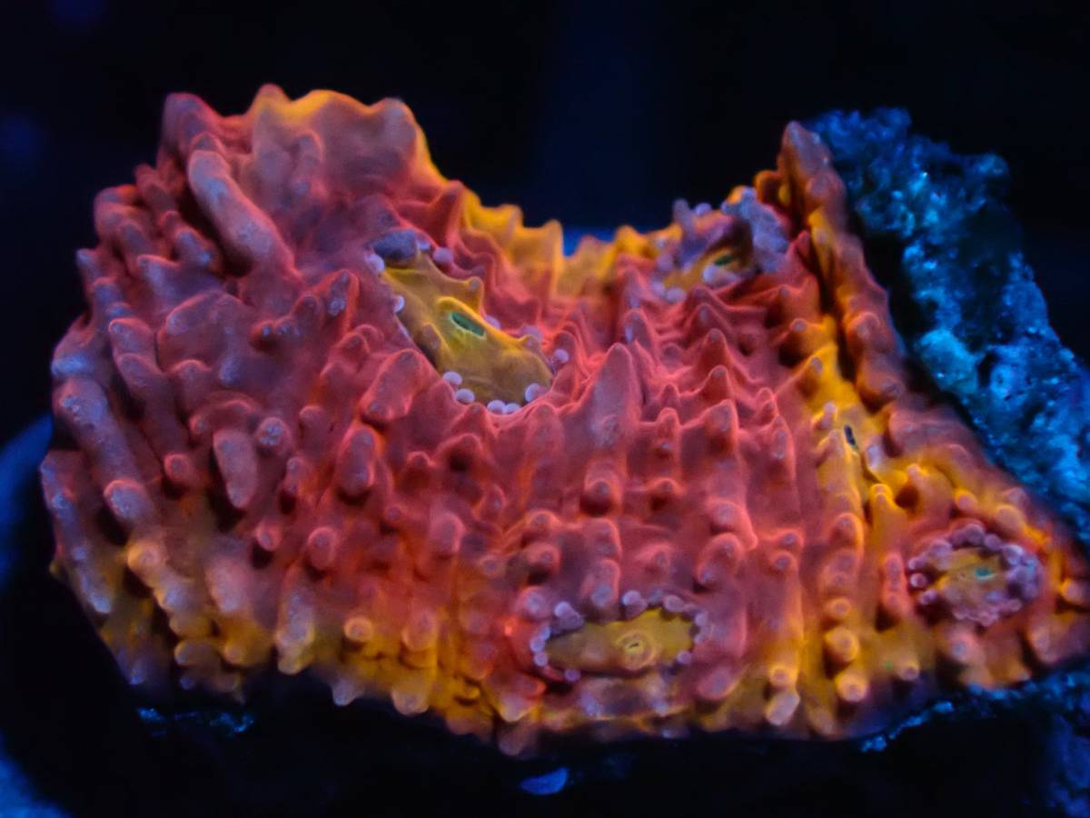 Red 利根川珊瑚店＊ ☆ 大きめ個体 Royal ソマリアハナガササンゴ 