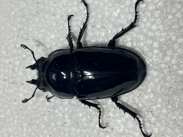 レギウスオオツヤクワガタ　赤レギ　♀２頭　52mm 50mm 