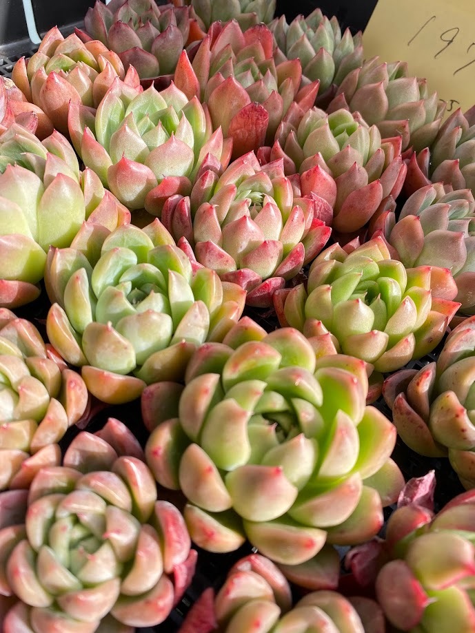 0106-HKC159-197 グリーンワイルド25個 多肉植物エケベリア韓国苗  