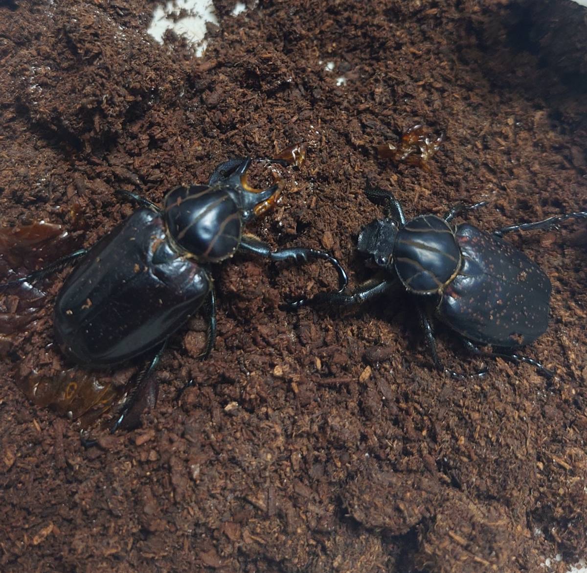 ペルー産 インカツノコガネ 成虫ペア 28日発送予定です。カナブン